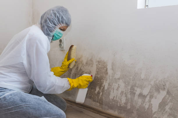 Forensic Mold Investigation in Bisbee, AZ